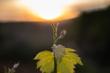 Closeup young vine sprout in the sunset