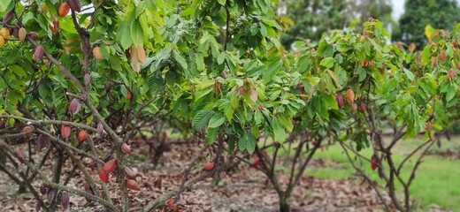 Photo of green cocoa farm 