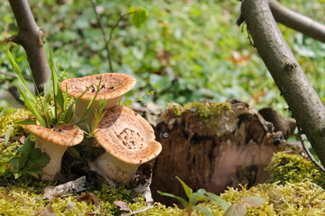 mushroom patch
