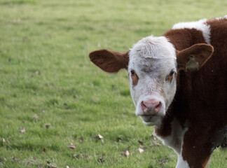 Close up of a brown and white cow 