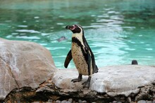 Humboldt Penguin On Rocks By Pool