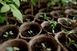 seedlings in peat pots. Baby plants seeding, black hole trays for agricultural seedlings. The spring planting. Early seedling, grown from seeds in boxes at home on the windowsill
