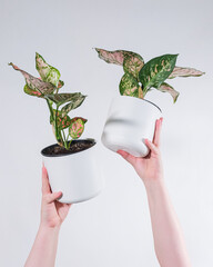 Poster - Vertical shot of a person holding potted plants near a white wall