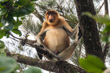 Proboscis Monkey In Borneo, Malaysia, Bako Nationalpark