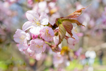 Poster - Spring cherry blossom. Beautiful pink floral background.