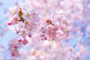 Poster - Spring cherry blossom. Beautiful pink floral background.