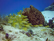 School of Grunts Sheltering Behind a Barrel Sponge Coral