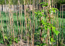 Raspberry Canes. Sunny Day, Raspberry Bushes In Spring Time. Cultivation Of Raspberry