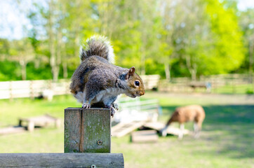 A  female grey squirrel outdoors at Mudchute park and farm in London, England