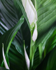 Sticker - Closeup shot of a beautiful white Spathiphyllum flower