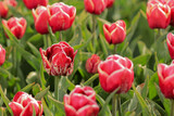 Fototapeta Tulipany - Dutch red tulips field in the Netherlands 