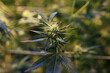 © Skyler - cannabis closeup 1