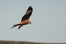 The Golden Eagle (Aquila Chrysaetos) Flying Ower The Rocks.