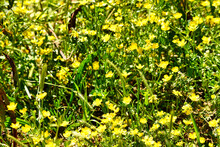 Small Yellow Wildflowers In The Springtime.