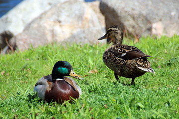 Ducks in the grass