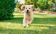 Beautiful And Cute Golden Retriever Puppy Dog Having Fun At The Park Running On The Green Grass. Lovely Labrador Purebred Doggy