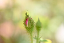 トゲトゲのあるモスローズの蕾/バラ/薔薇/オールド・レッドモス /ロサ・ケンティフォリア・ムスコーサ・ルブラ（R. Centifolia Muscosa Rubra）
