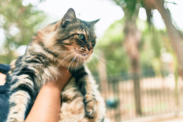 Poster - Woman holding adorable cat at the park.