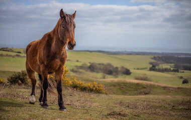 Canvas Print - Beautiful brown horse walking on a field of grass with flowers ad hills in the background