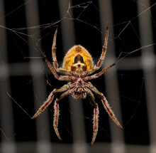 Large Female Tropical Orb Weaver Spider (Eriophora Ravilla) In Her Web - Under Side View
