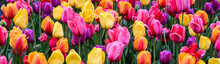 Field Of Bright Tulips In Pink, Yellow, Orange, Purple, And Red As A Vibrant Nature Background
