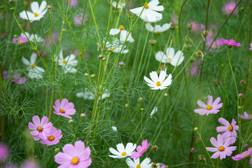 beautiful sweet pink cosmos flowers.The background image of the colorful flowers, background nature