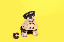 Dog Phone Call, Miniature Schnauzer Puppy With A Phone On Yellow Background 