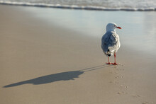 Seagull On Walking Along Beach