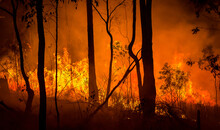 Wildfire Burning In The Australian Bush