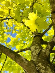 Young maple tree with yellowish green foliage leaves filter sunlight in spring