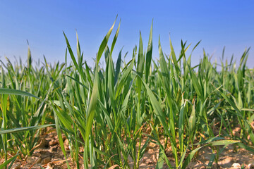 Wall Mural - young leaf of wheat growing in a field