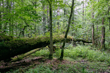 Deciduous stand with two broken oak trees lying