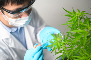 a scientist is checking and analyzing a cannabis sativa experiment , hemp plant for herbal pharmaceu