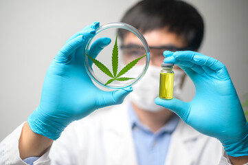 a scientist is checking and analyzing a cannabis sativa experiment , hemp plant for herbal pharmaceu