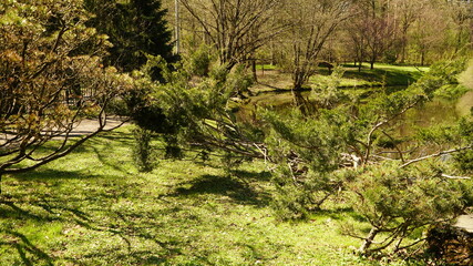 Wall Mural - grass in the forest