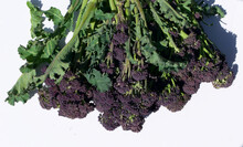 Purple Sprouting Broccoli Against Plain White Background With Copy Space
