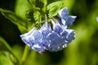 Selective focus shot of Virginia bluebells in a park