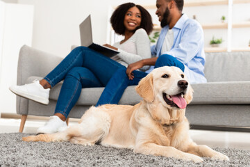 Wall Mural - Young black couple at home with laptop and labrador