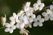 Cherry Tree With White Blossoms On Green Background, Closeup. Spring Season