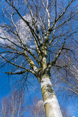Wall Mural - Betula utilis tree in winter with a blue sky which is commonly known as Himalayan Birch and has a white bark, stock photo image