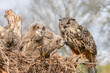 Mother and two beautiful, juvenile European Eagle Owl (Bubo bubo) in the nest in the Netherlands. Wild bird of prey with brown feathers and large orange eyes.