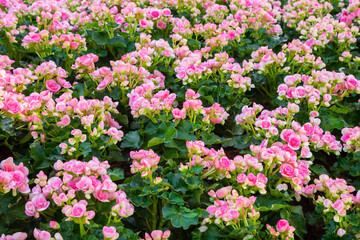 Wall Mural - spring scenes of red and pink begonia blooming flowers.
