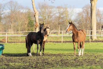 Wall Mural - Three one-year-old horses in the pasture. A black, a yellow and a chestnut colored foal. Trees and fence in the background. Selective focus