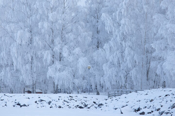 Wall Mural - Trees covered in frost snow at winter