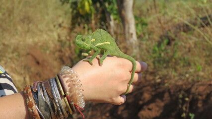 Chameleon rescue 1