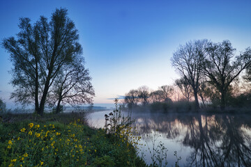 Wall Mural - Horizontal view on small river Linge with yellow rapeseed and grass in front, trees on the horizon and morning haze on the water with reflections during blue hour in spring. Betuwe in Netherlands.