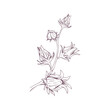 Sorrel Logo Illustration - Herb Leaf Plant Natural Organic Healthy Flower Red Fruit Rozella Sweet Tea