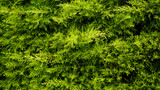 Fototapeta Sypialnia - Macro photography of a hedge