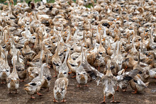 A Lot Of Ducks At Open Farm In Vietnam, Backside Of Leader Of Ducks Spread Wings, Agriculture And Traditional Culture In Asian Country, Animal And Livestock Concept