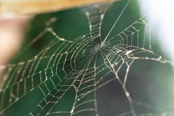 spider on web